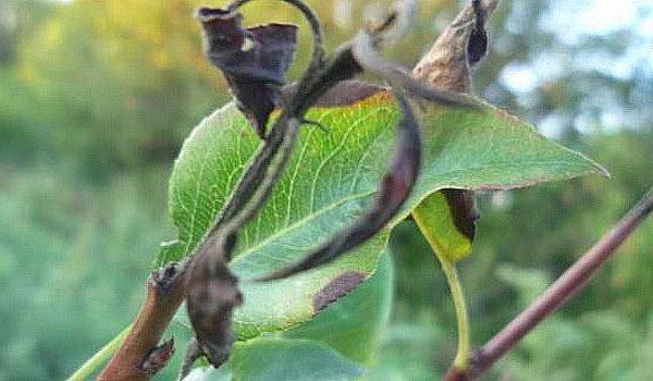 cancer bactérien sur une poire