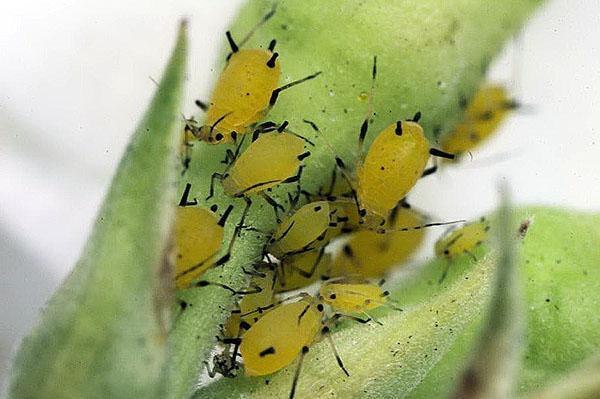 pulgón verde en una pera