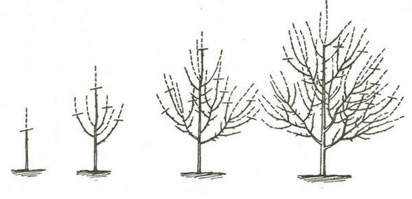 formation de la couronne de 1 à 4 ans