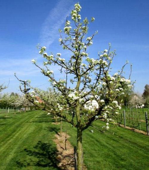 arbre au printemps