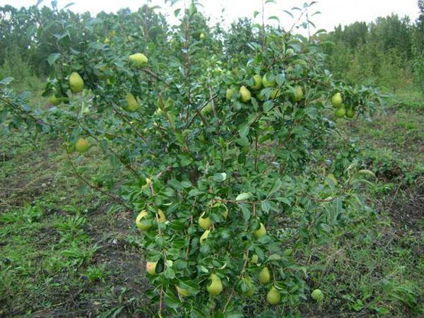 poire porte des fruits mémoire de Zhegalov