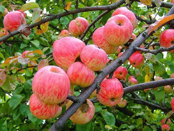 récolte abondante de variété Orlik