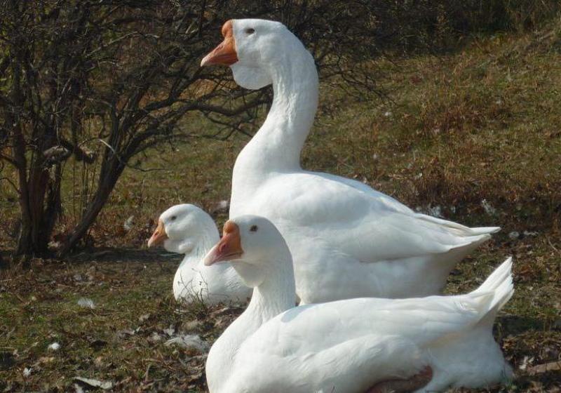 gansos linda raza descripción foto pros y contras