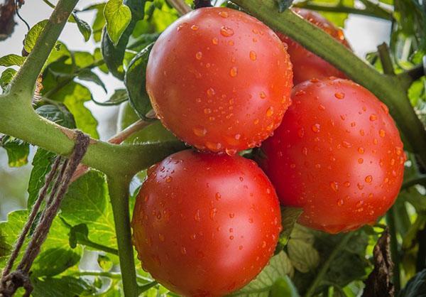 variedad de tomate de maduración temprana