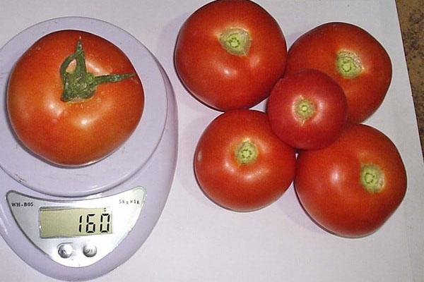 el tamaño de la variedad Katya