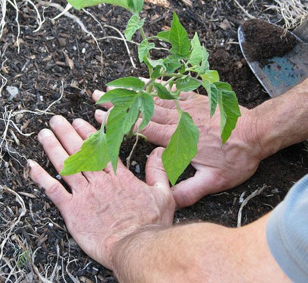 planter dans un sol nutritif