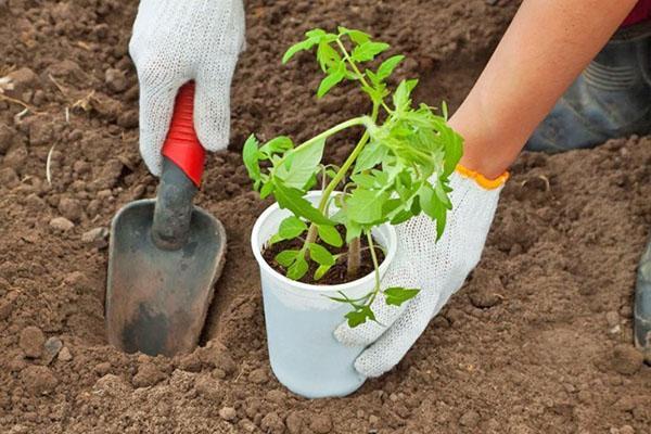 plantar plántulas