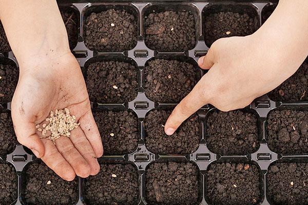 semer des graines de tomates en cassettes