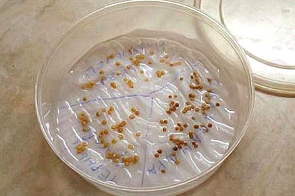 preparación de semillas para plantar