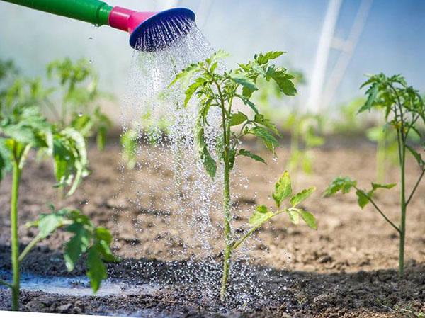 arroser les tomates