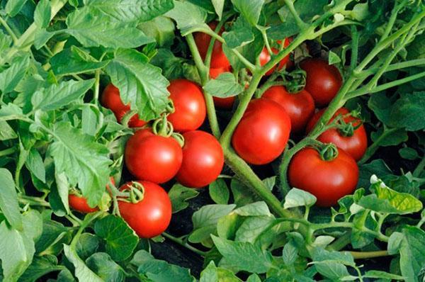 Tomate katya