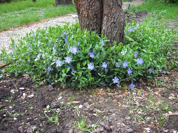 cortina de bígaro debajo del árbol