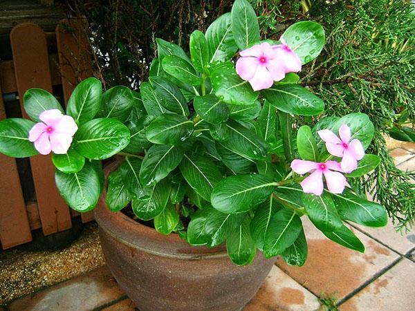 plántula para plantar bígaro en un macizo de flores