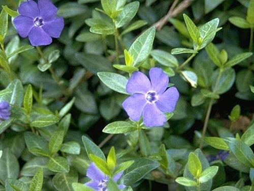 exuberantes macizos de flores de vincapervinca