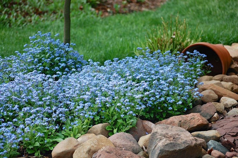 règles pour prendre soin de la forêt myosotis