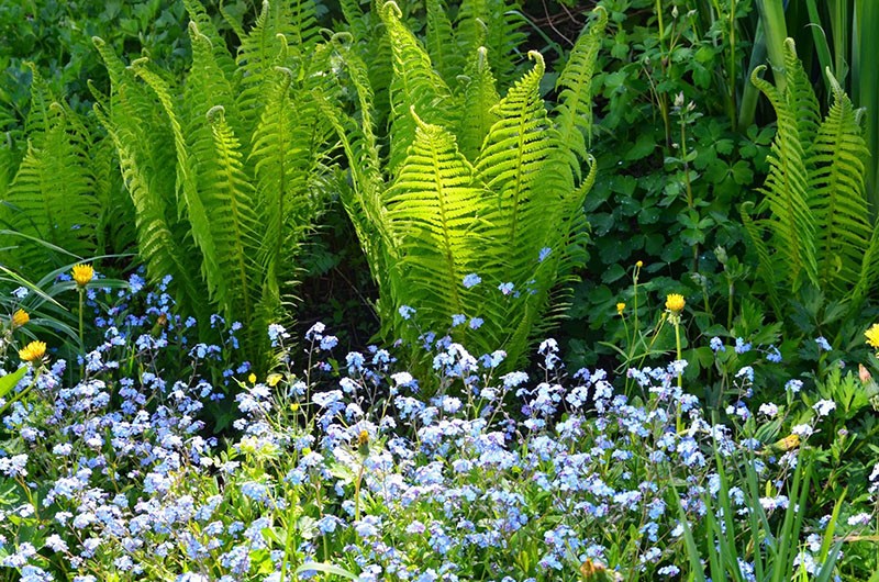 forêt myosotis et fougères