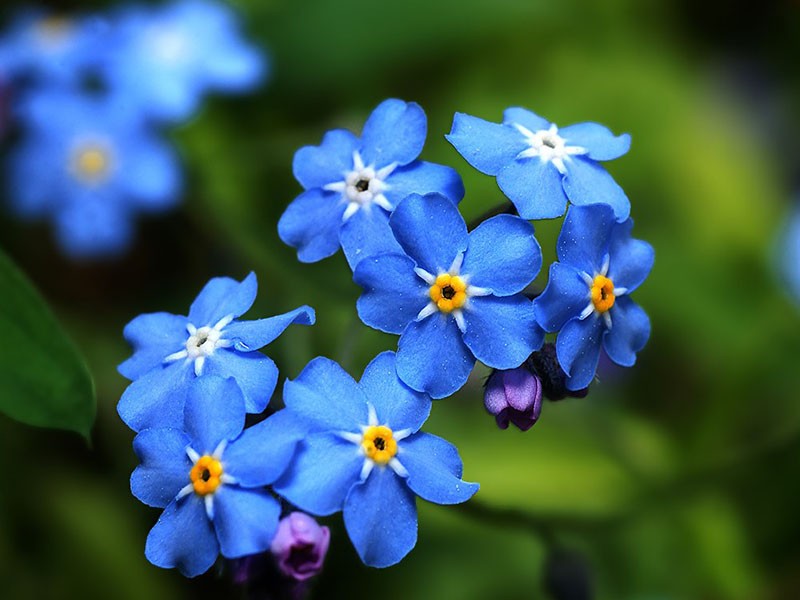 une fleur chantée par les poètes