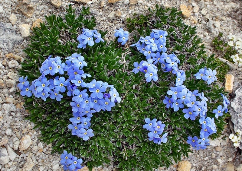 forêt myosotis sur un toboggan alpin