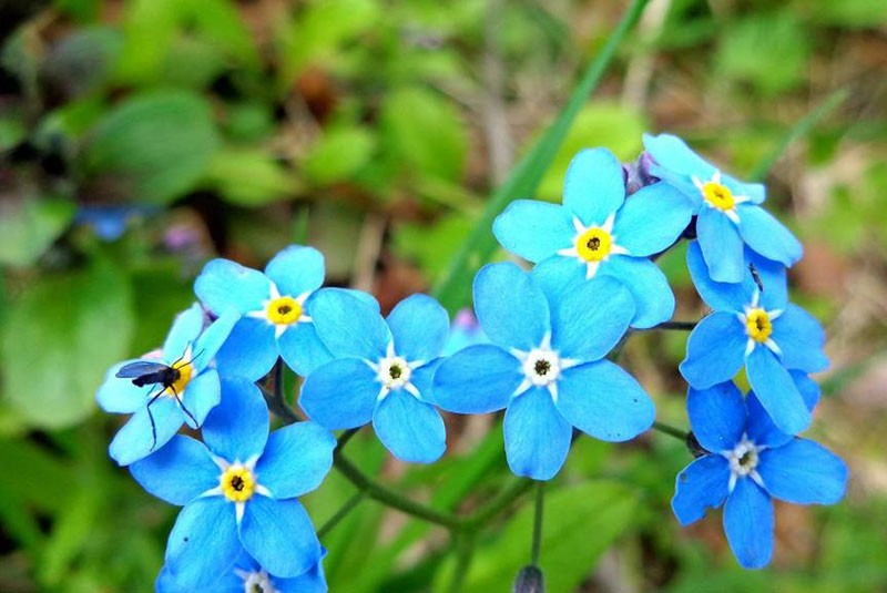 flores del color del cielo