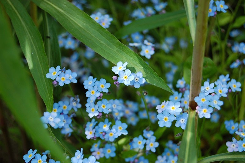 les myosotis fleurissent