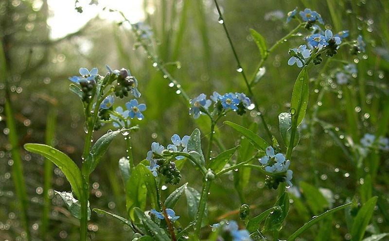 rosée du matin