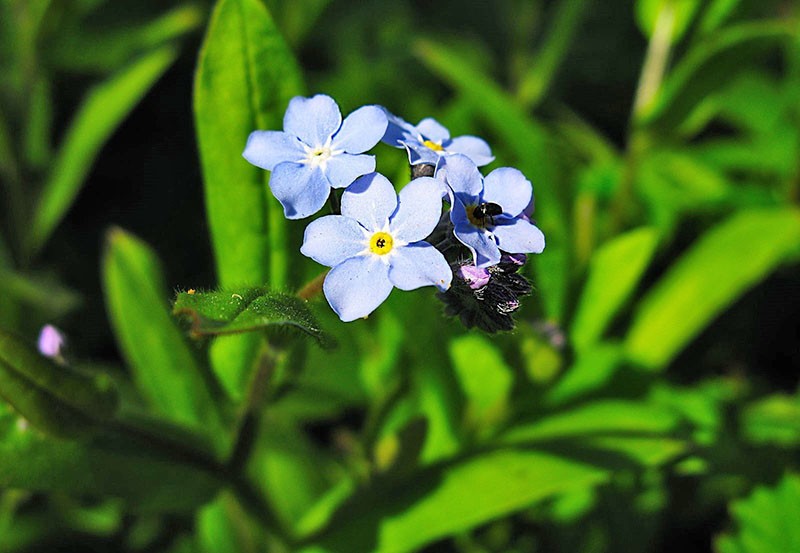 forêt alpine myosotis