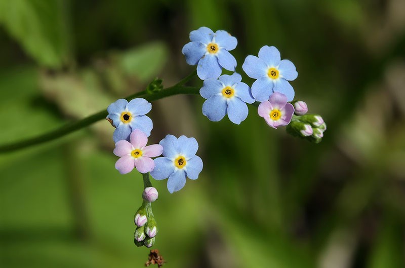 forêt de myosotis des marais