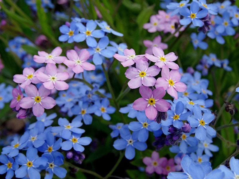 forêt hybride myosotis