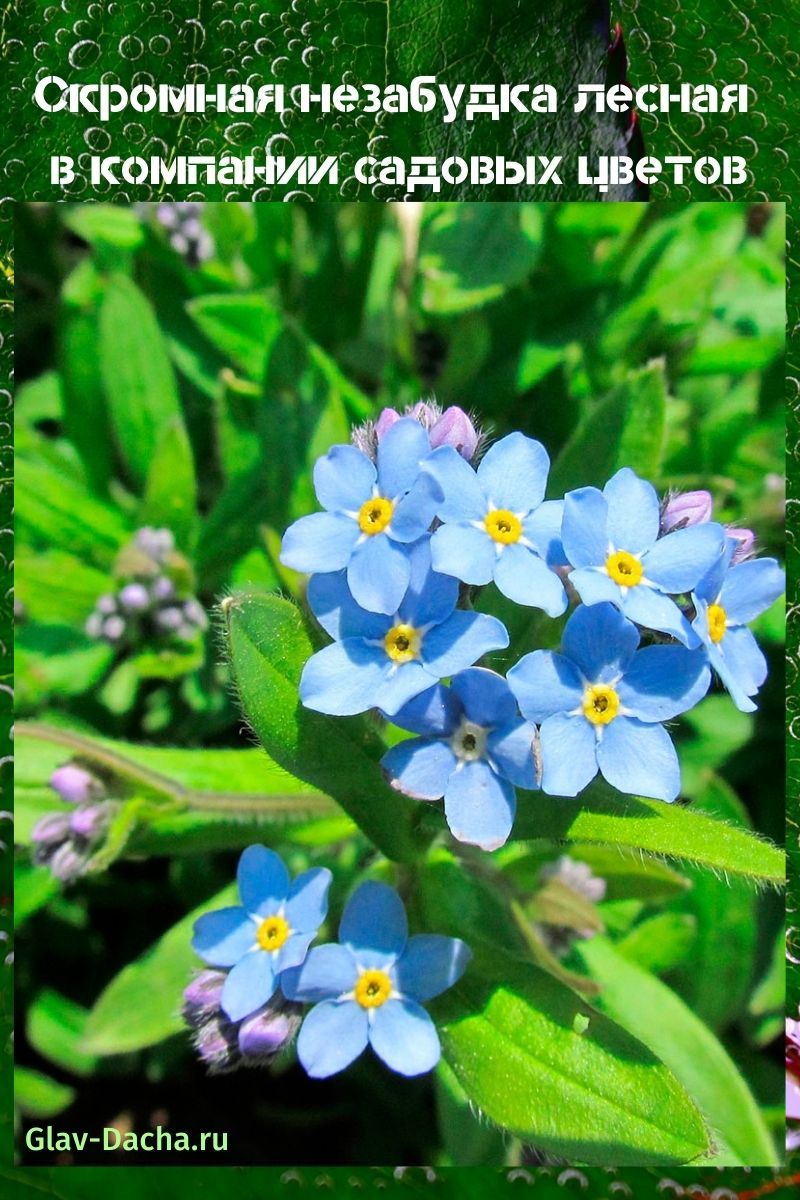 forêt myosotis