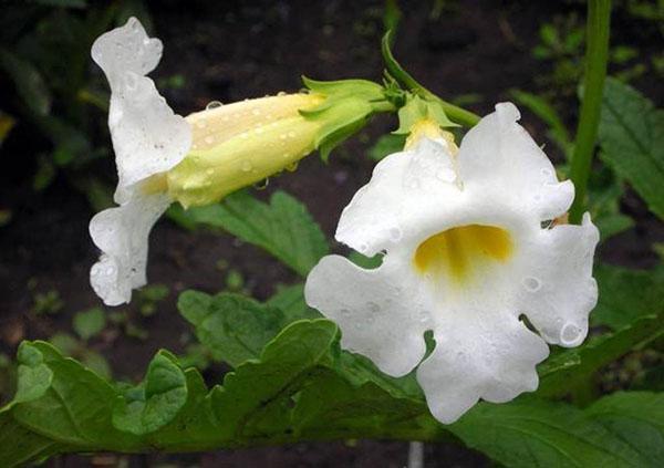 Incarvillea Olga