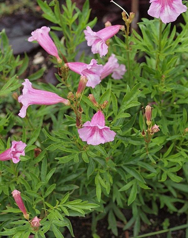 incarvillea chinois