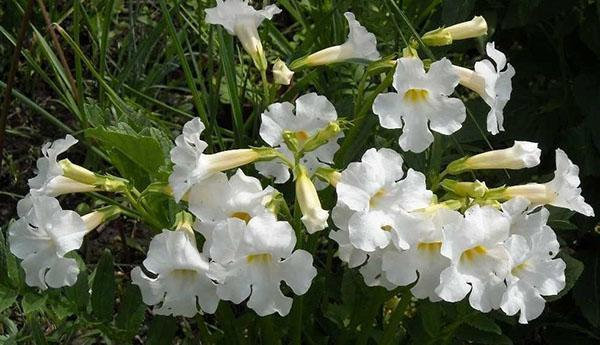 incarvillea densa