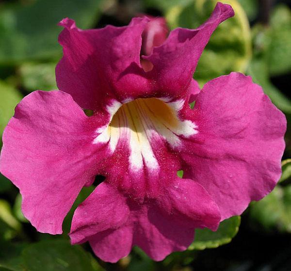 flor de incarvillea