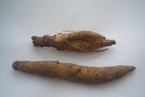rizoma de incarvillea
