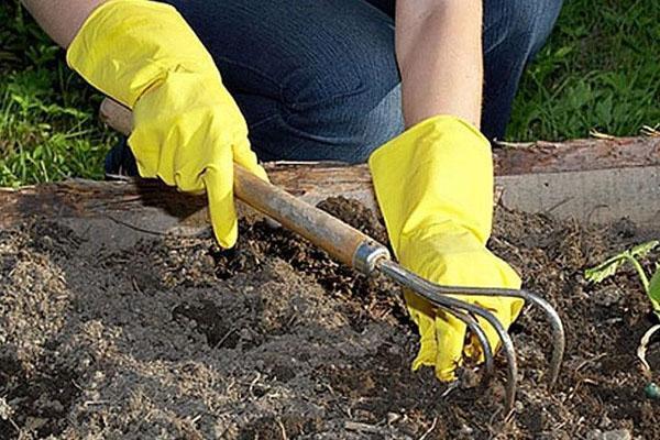 plantando incarvillea