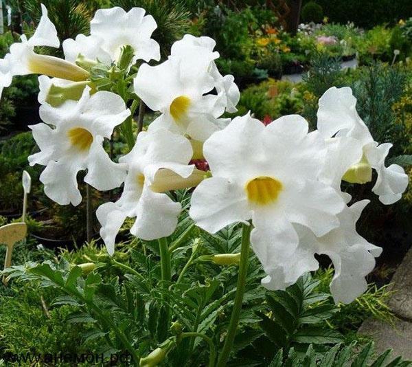 Incarvillea Snowton