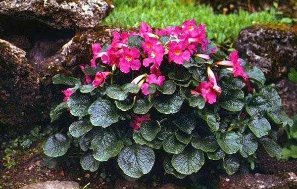 variedad Mayra