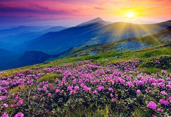incarvillea en la naturaleza