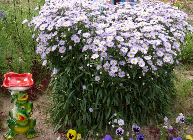 Tesoros de Erigeron de Agra