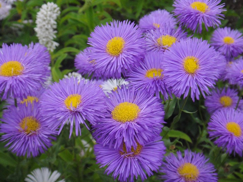 caractéristiques botaniques de la plante