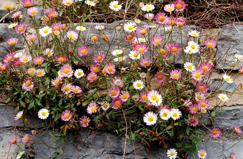 erigeron de karvinsky de pétalos pequeños