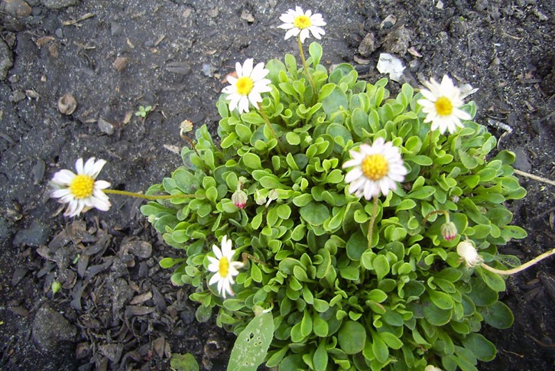 erigeron de hojas de margarita