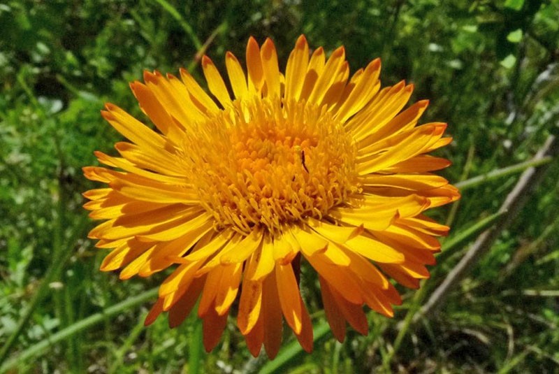 orange érigeron à petits pétales