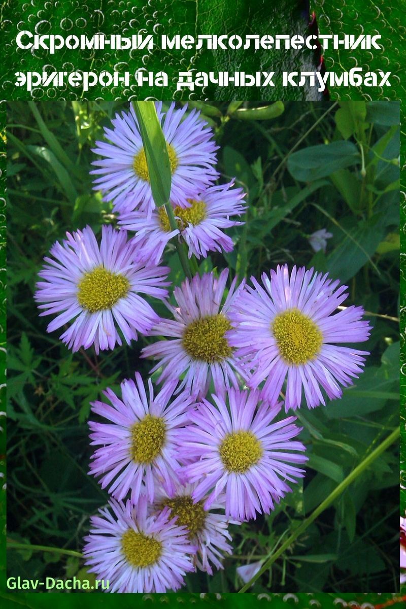 erigeron de pétalos pequeños