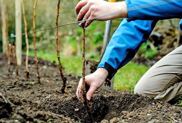 planter des framboises