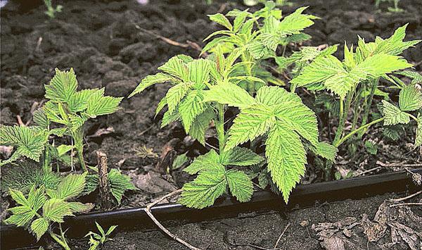 entretien des framboises de la variété Caramelka