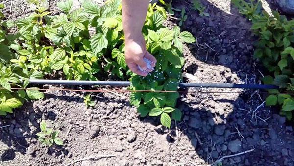fertilisation et arrosage