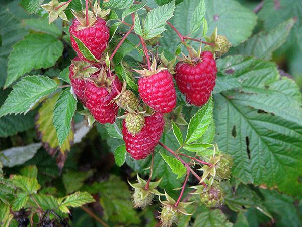 Caramel framboise