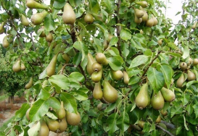 variété de poire de conférence