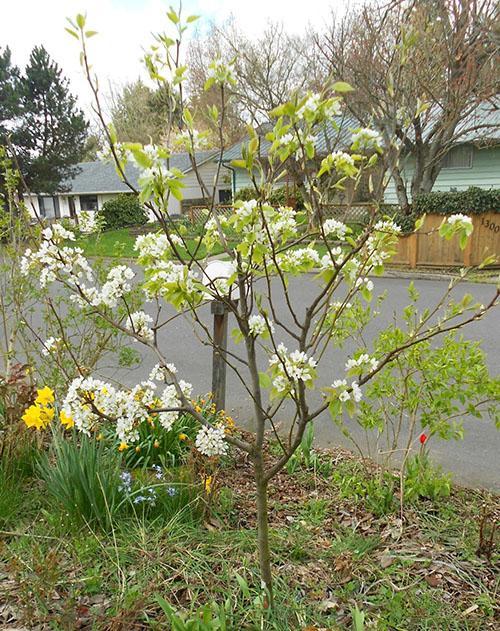 les fleurs de poire Rogneda